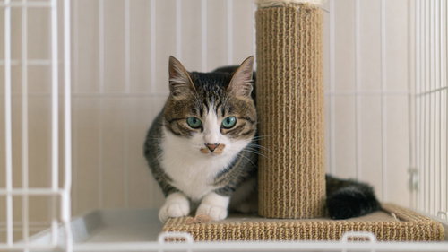 こちらの様子をうかがいながらキャットタワーでくつろぐ猫