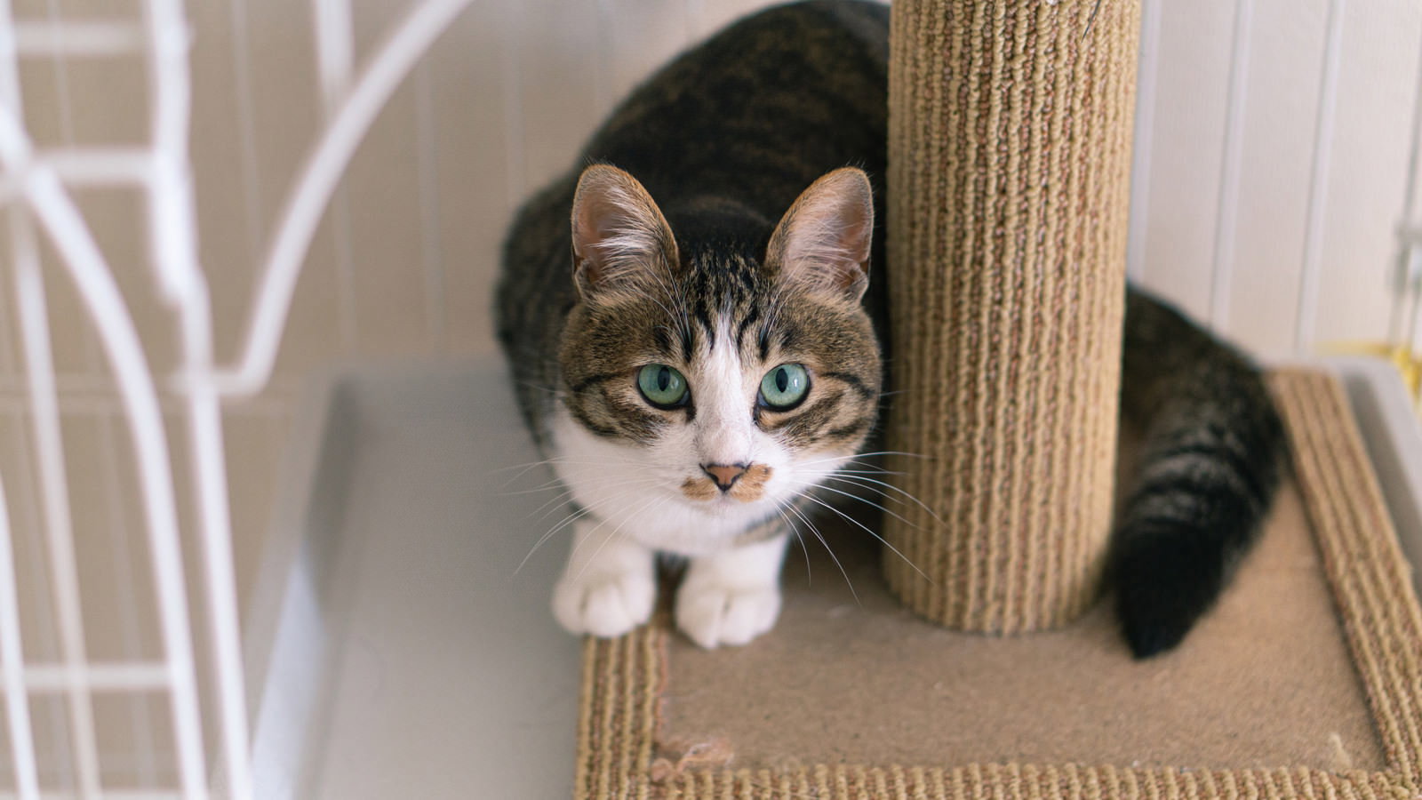 キャットタワーの台座に座ってカメラを見つめるキジトラ白の子猫