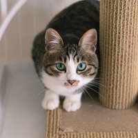 キャットタワーで前足を揃えて見上げる子猫の写真