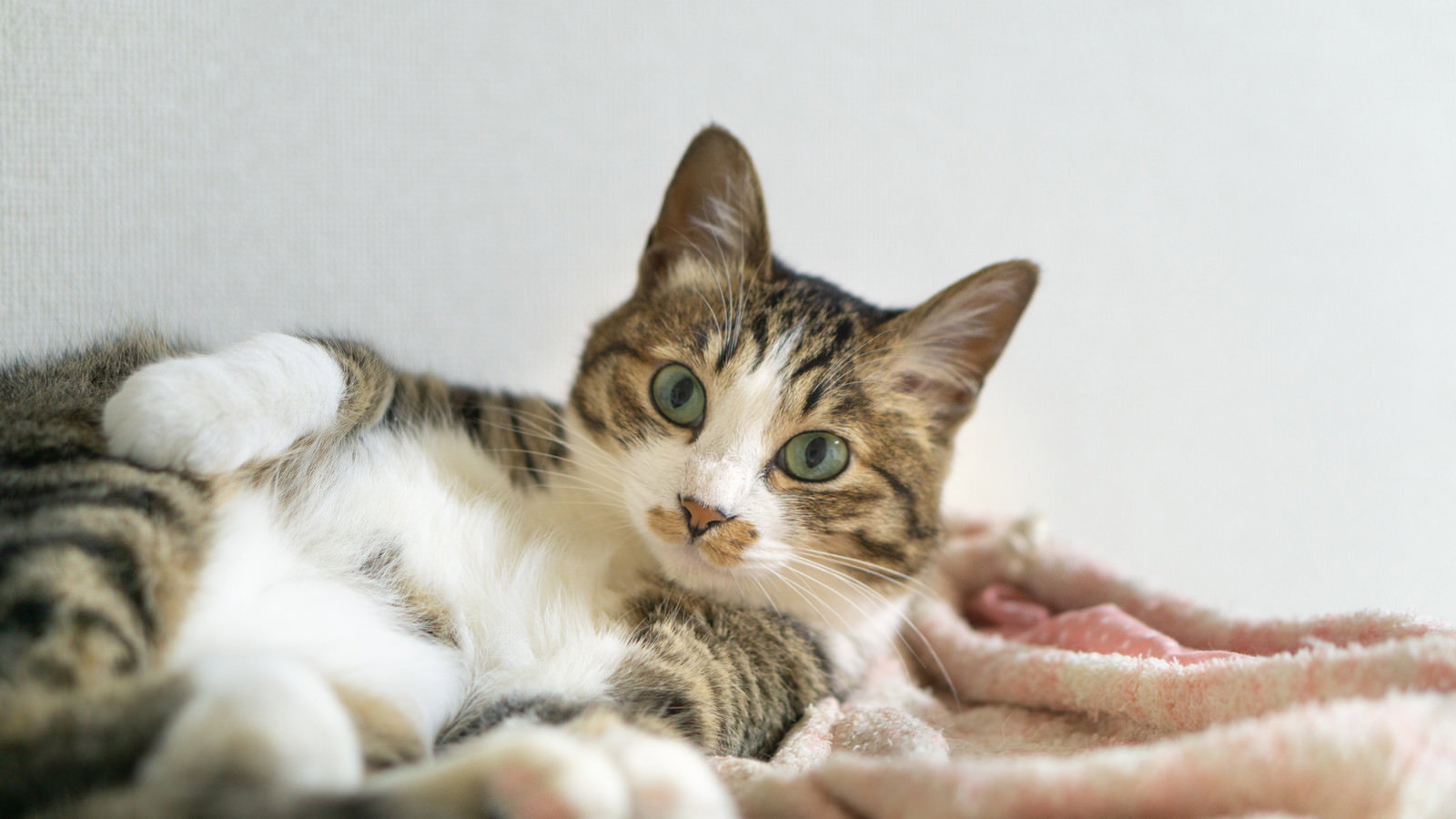 お腹を見せて仰向けになり、キョトンとした表情の猫