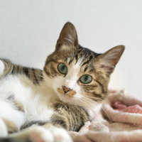 お腹を見せてキョトンとする猫の仰向け姿の写真