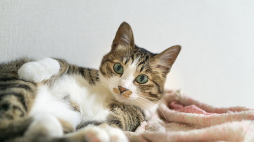 お腹を見せてキョトンとする猫の仰向け姿