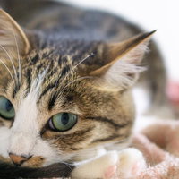 ちょっとだけ上目遣いの茶白猫が横たわる室内ポートレートの写真