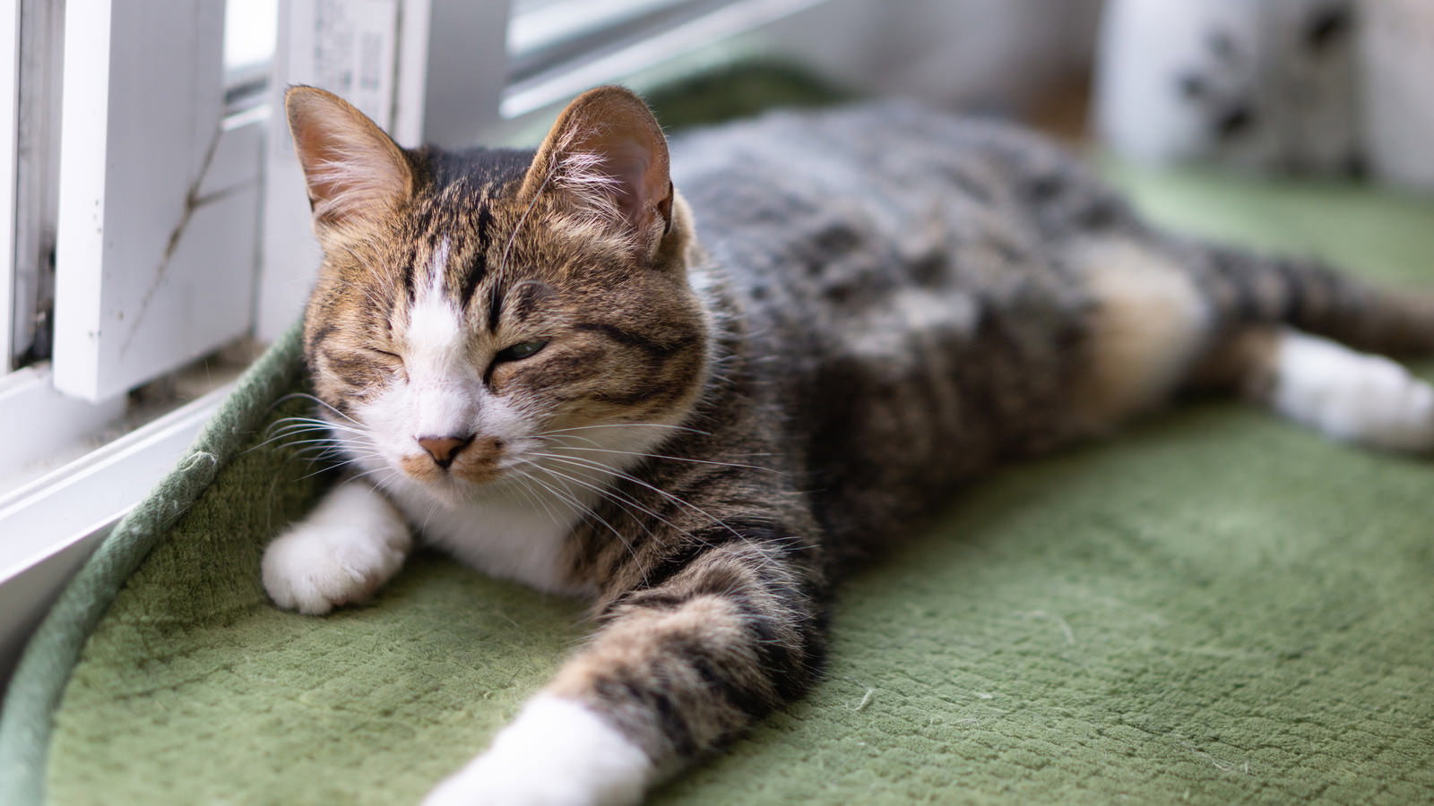 緑色のソファで横になり眠そうな表情を見せる茶トラ猫