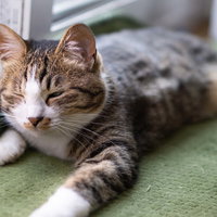 昼過ぎまで寝てしまい後悔する茶トラ猫のソファー昼寝の写真