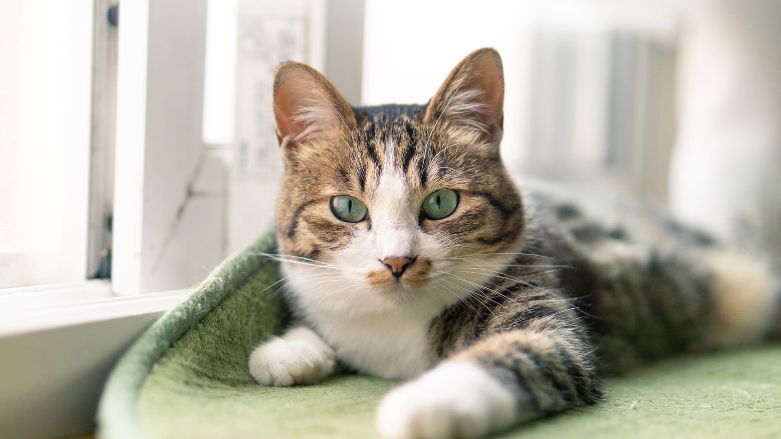 緑のクッションの上で日向ぼっこをする茶白の子猫