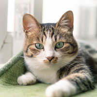 ハッ！（夢か）と目を覚ます日向ぼっこ中の子猫の写真