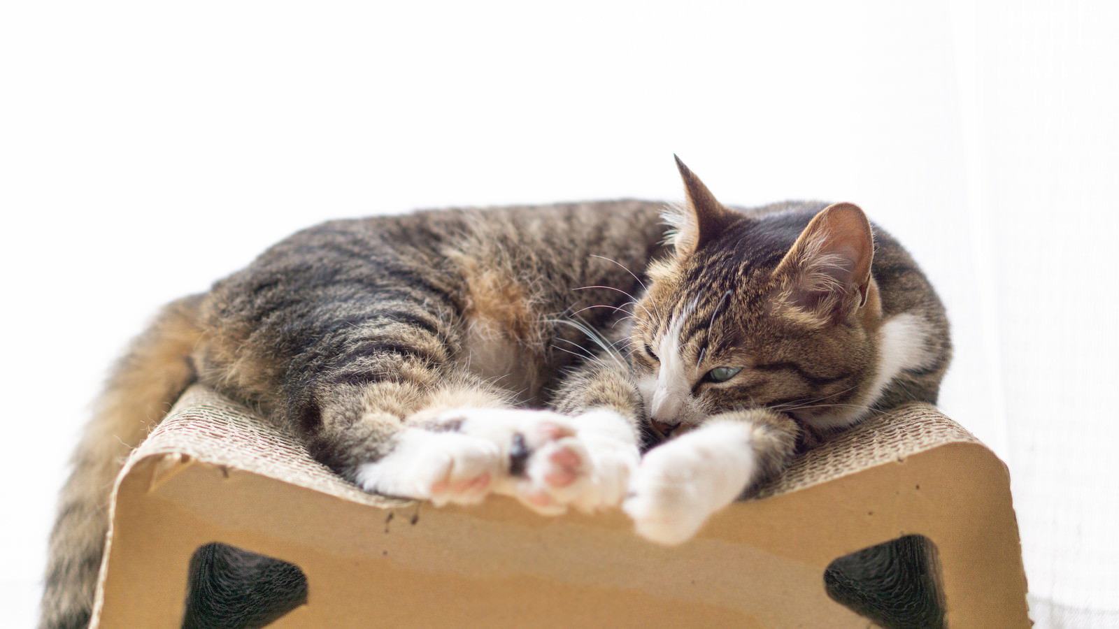 段ボール箱の上で足を伸ばして気持ちよさそうに昼寝している茶白の猫