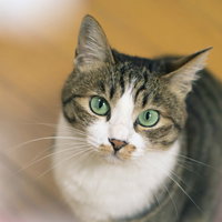 いつもより盛れてるかにゃん？の写真