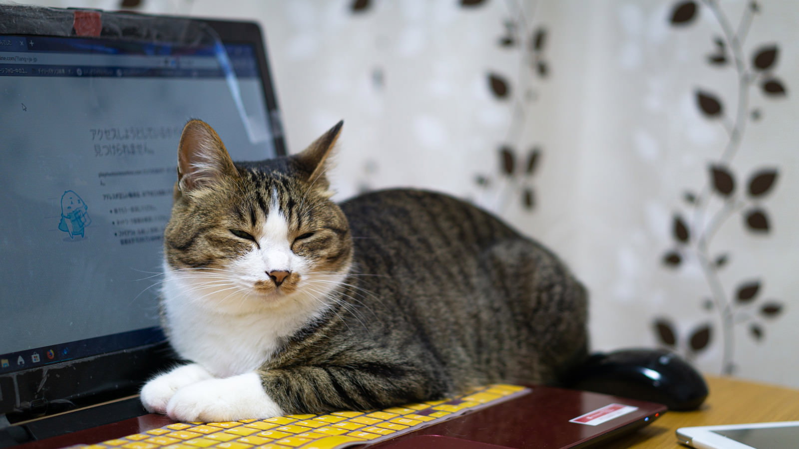パソコンの前でおすわりしている薄目の猫