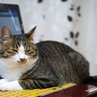 今忙しいんから話しかけないでもらえますかね、パソコン前でおすわりする猫の写真