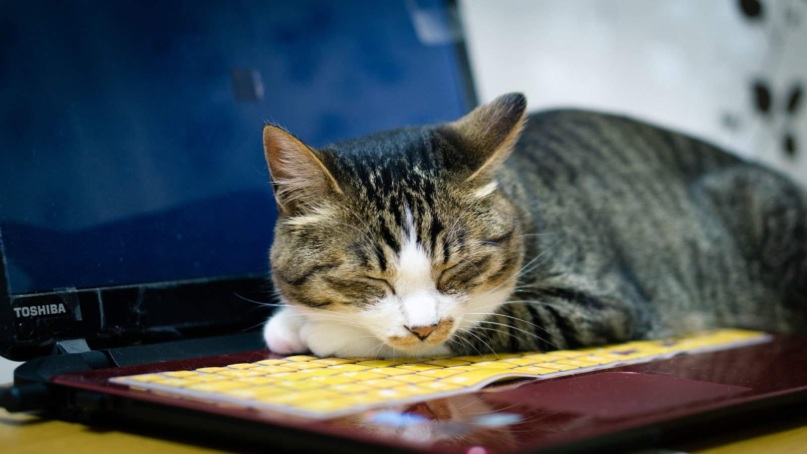 ノートパソコンのキーボード上で眠るキジトラ猫