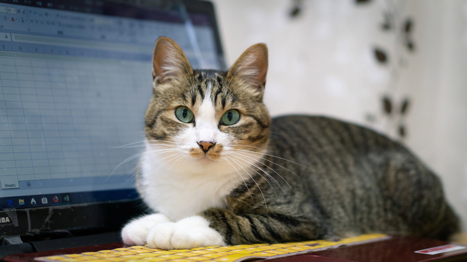 ノートパソコンのキーボードの上に座る白茶色の猫