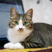 キーボードの上におすわりする白と茶色の猫の写真