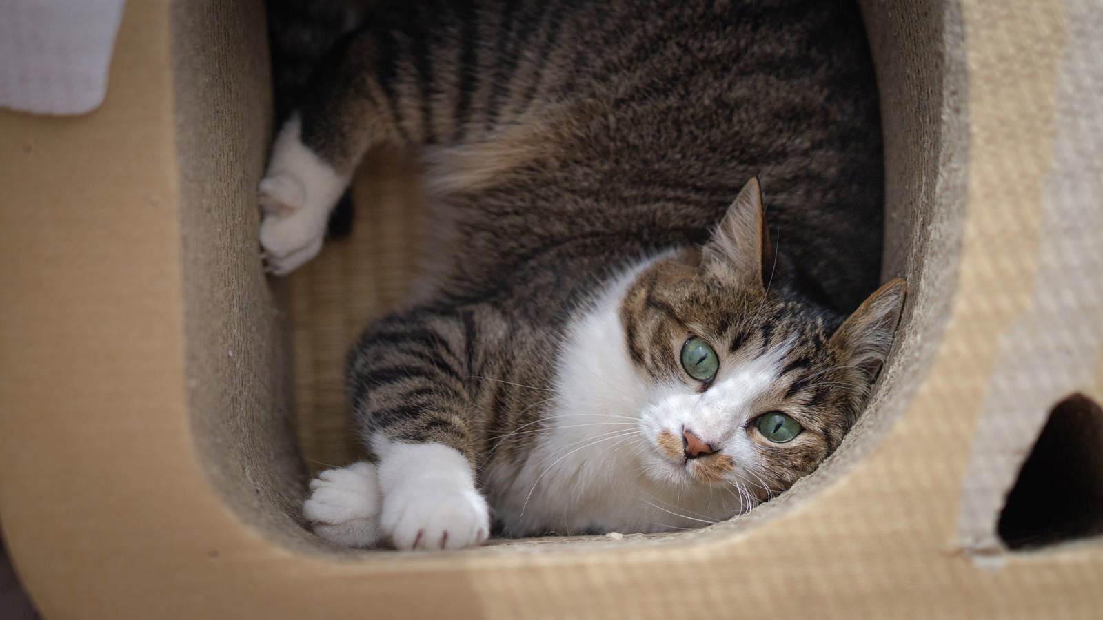 ダンボール製の遊具に入り、丸い目で見上げている茶白の猫