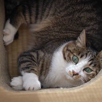 ダンボールの遊具からなかなか出られない猫の顔の写真