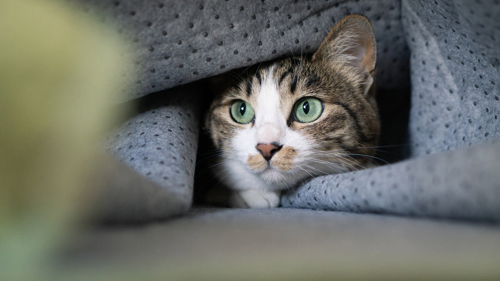 毛布の隙間から顔を出している緑色の目をしたグレーの猫