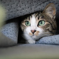 かくれんぼ中に毛布の隙間から顔を出すにゃんこの写真