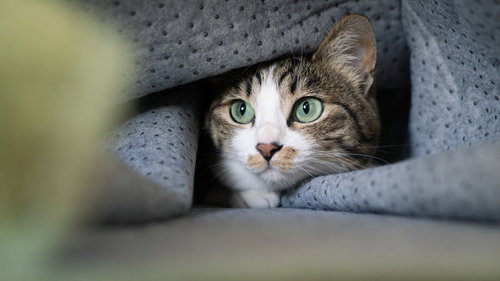 かくれんぼ中に毛布の隙間から顔を出すにゃんこ