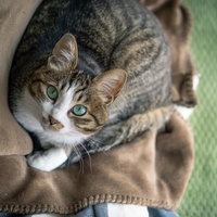 ブランケットの上でくつろぐ猫が見上げるアップの写真