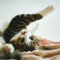 ソイ！白い背景で寝転んで暴れるキジ白猫の子猫の写真