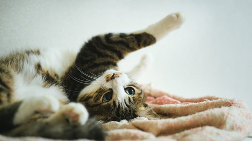 ソイ！白い背景で寝転んで暴れるキジ白猫の子猫