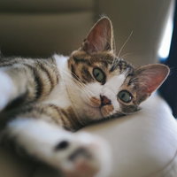 寝起き不機嫌にゃんこの朝寝顔、怒ったような表情のキジ白猫の写真