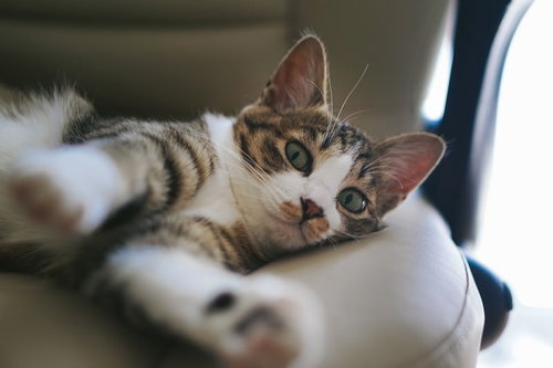 寝起き不機嫌にゃんこの朝寝顔、怒ったような表情のキジ白猫