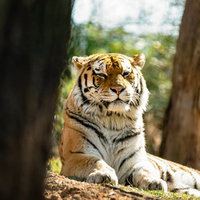 動物園で木陰でうとうとする虎の写真
