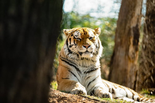 動物園で木陰でうとうとする虎
