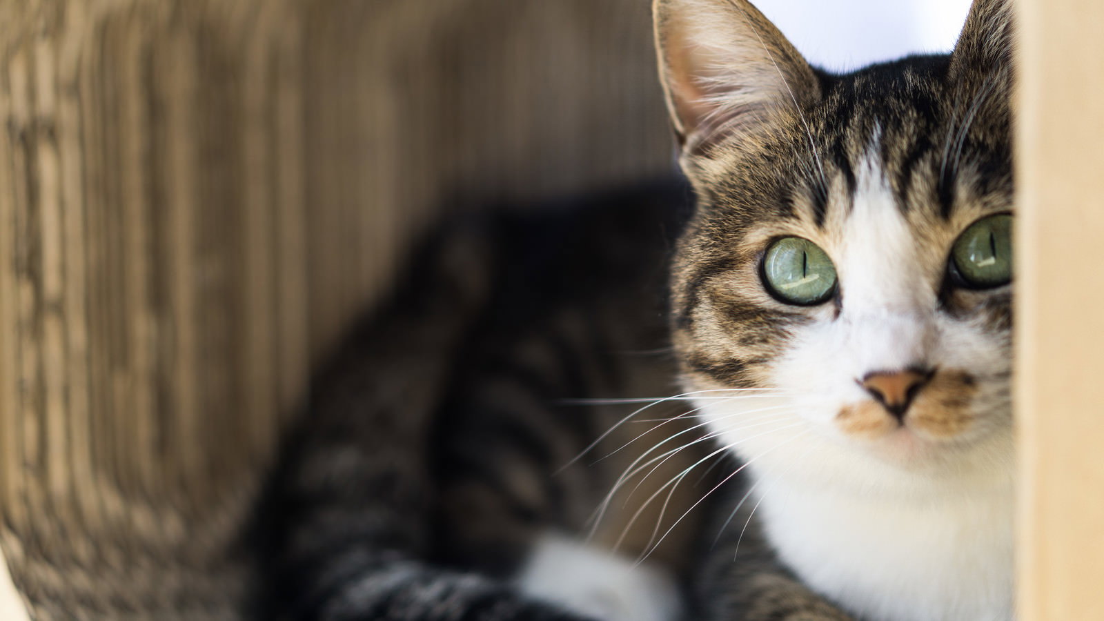 物陰から警戒しながらじっと見つめるキジトラと白の縞模様の猫