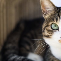 物陰からじっと見つめるキジトラのにゃんこの写真