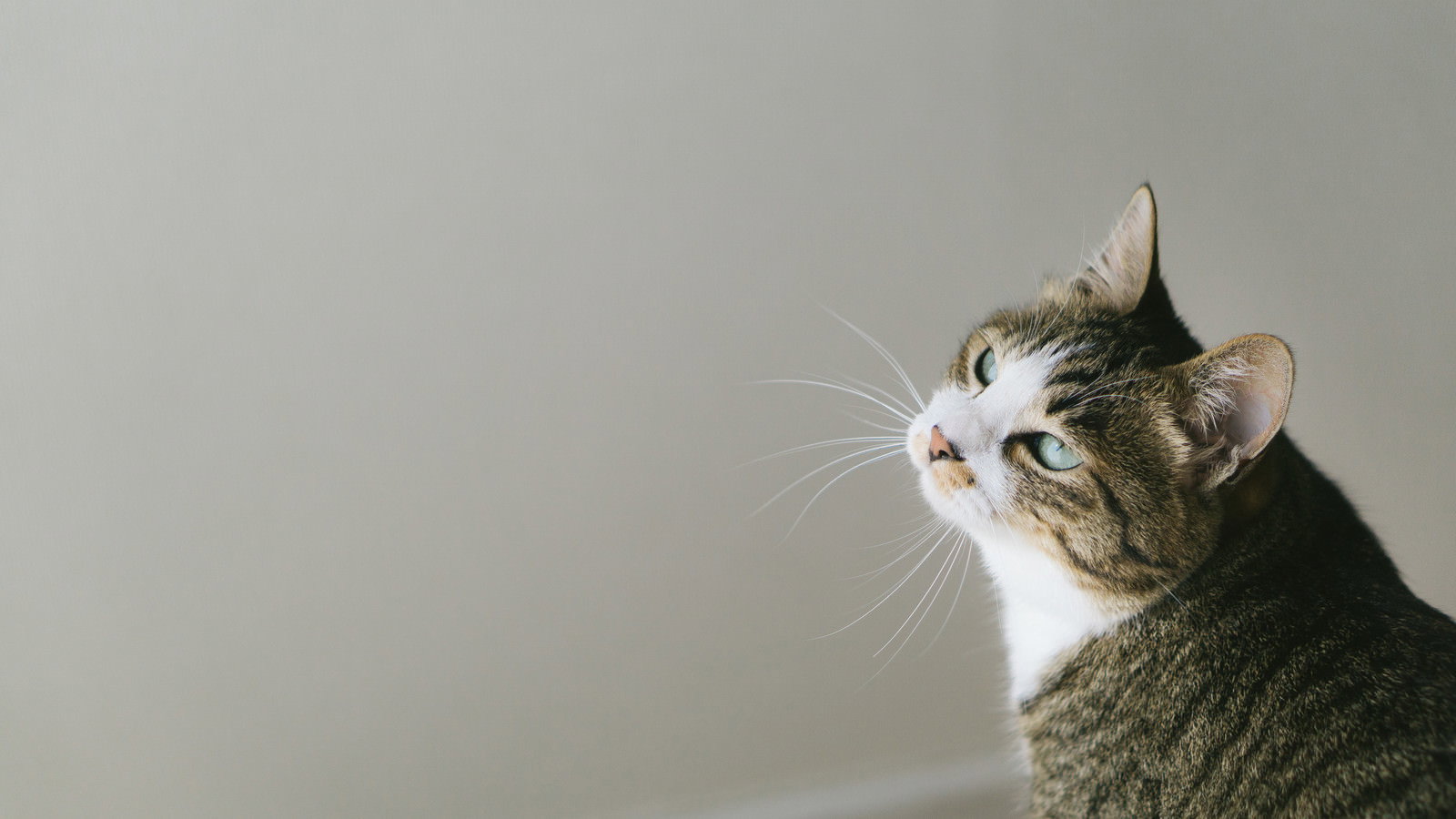 振り向いて左を見つめるキジトラ模様の猫