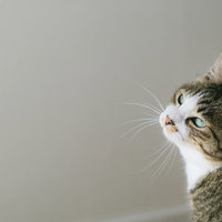 振り向くにゃんこ、キジトラ模様の猫が左を向く瞬間の写真