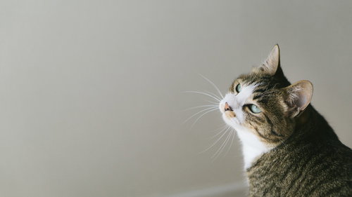 振り向くにゃんこ、キジトラ模様の猫が左を向く瞬間