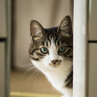 餌の時間と聞いて扉の隙間から覗くキジトラ猫の写真