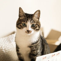 ダンボールの中でくつろぐキジ白猫のリラックスの写真