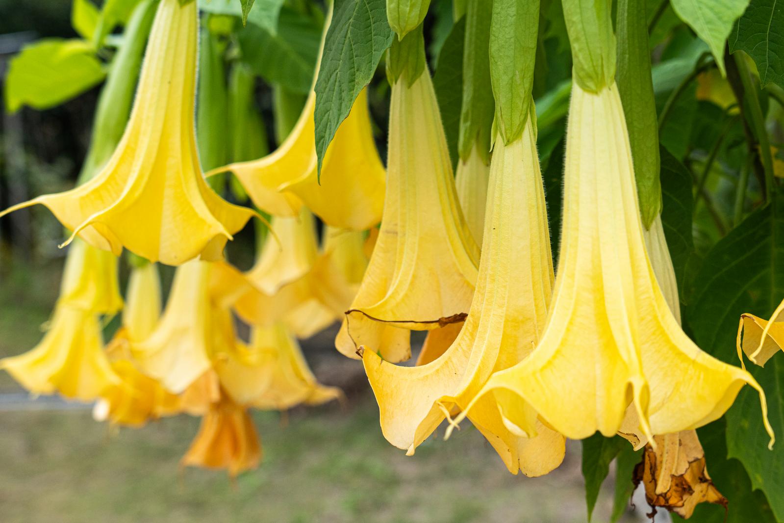 黄色いトランペット状の花が下向きに咲くエンジェルストランペット