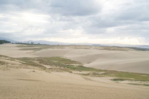 鳥取砂丘に見える緑の植物と曇り空の自然風景