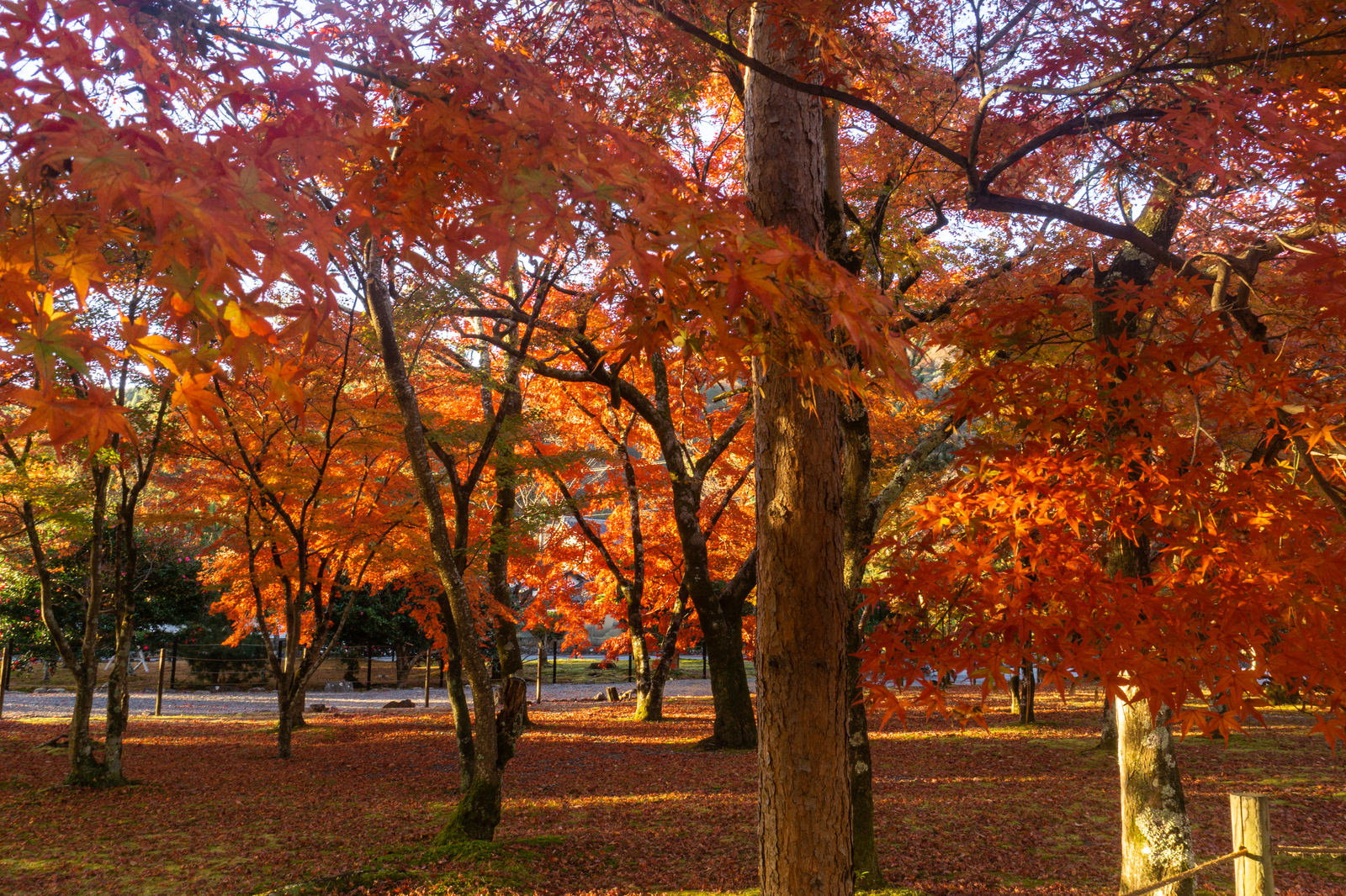 朝日に照らされたオレンジと赤の紅葉の木々と地面に敷き詰められた落ち葉