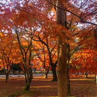 朝の光に所々鮮やかに光る紅葉の木々と足元を赤く染める落ち葉の写真