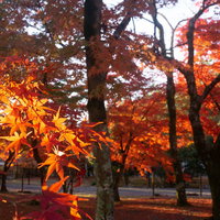 朝日に輝く紅葉の写真