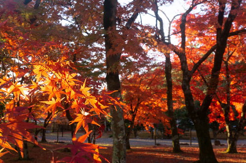 朝日に輝く紅葉