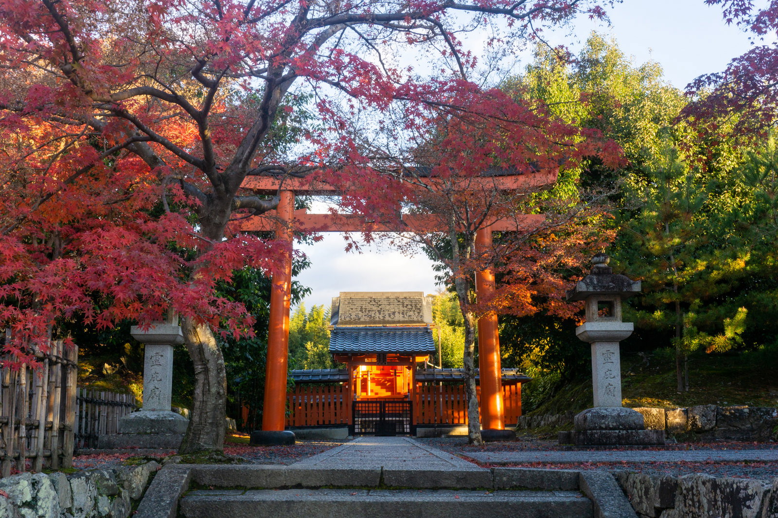 天龍寺境内で朱色の鳥居と赤いもみじの秋の紅葉が調和する京都の風景