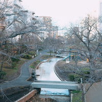 公園を流れる小川と春を待つ裸木の冬の風景の写真