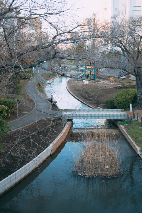 公園内を流れる小川（横川）と周囲の木々・遊歩道の風景