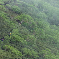 新緑に包まれた乗鞍新登山道を歩く登山者たちの風景の写真