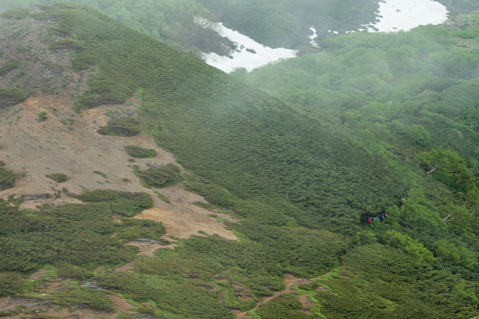 新緑の森林に囲まれた乗鞍新登山道を歩く登山者の後ろ姿