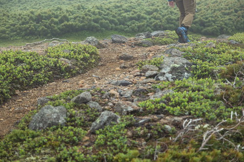 標高2,500mの乗鞍新登山道、森林限界の山道を歩く登山者の足元