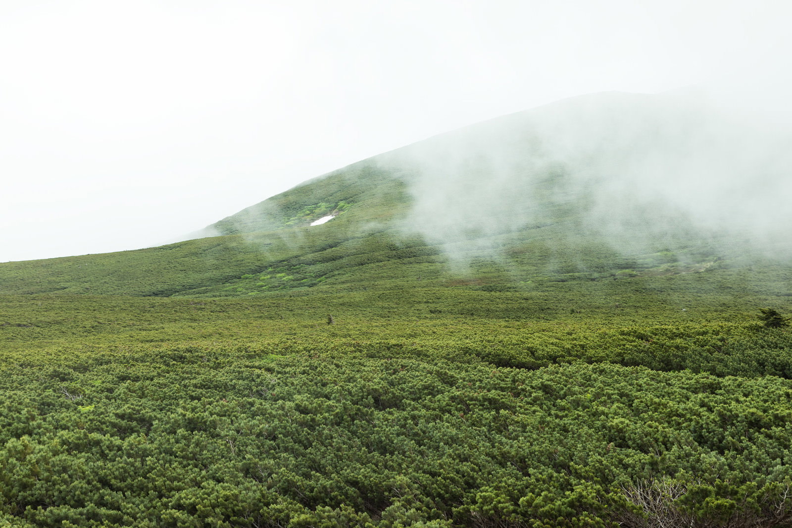 霧に覆われた緑の高原と奥に見える山の稜線の風景